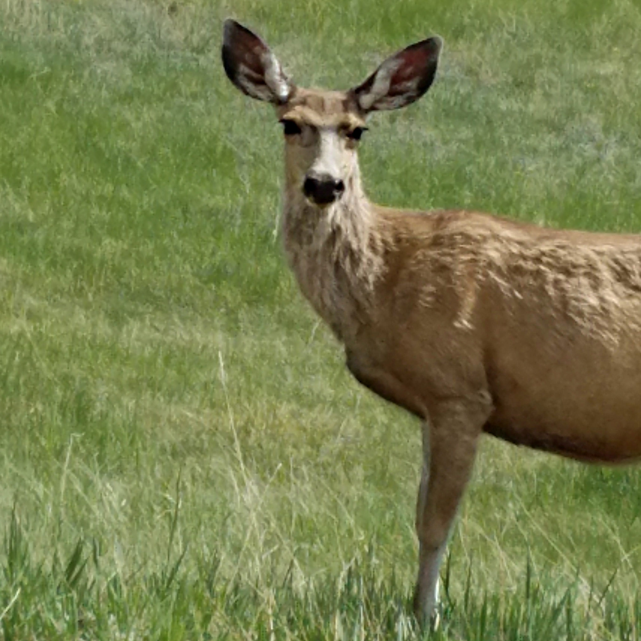 00-deer-20170521_151939A