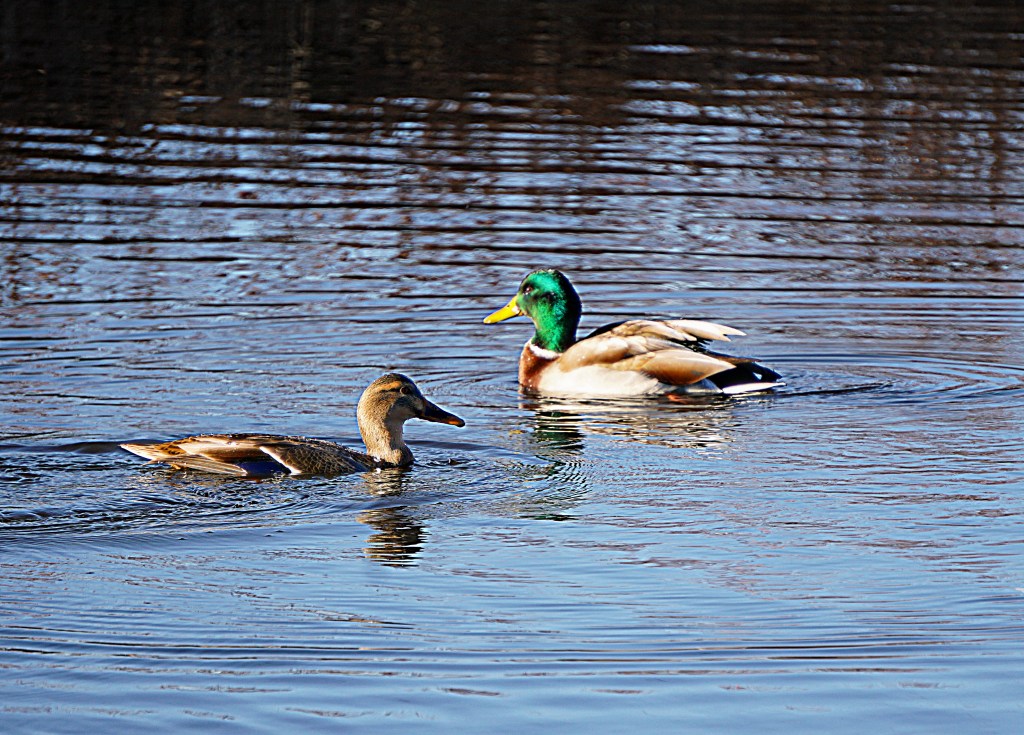 Quick – Now you see&nbsp;me