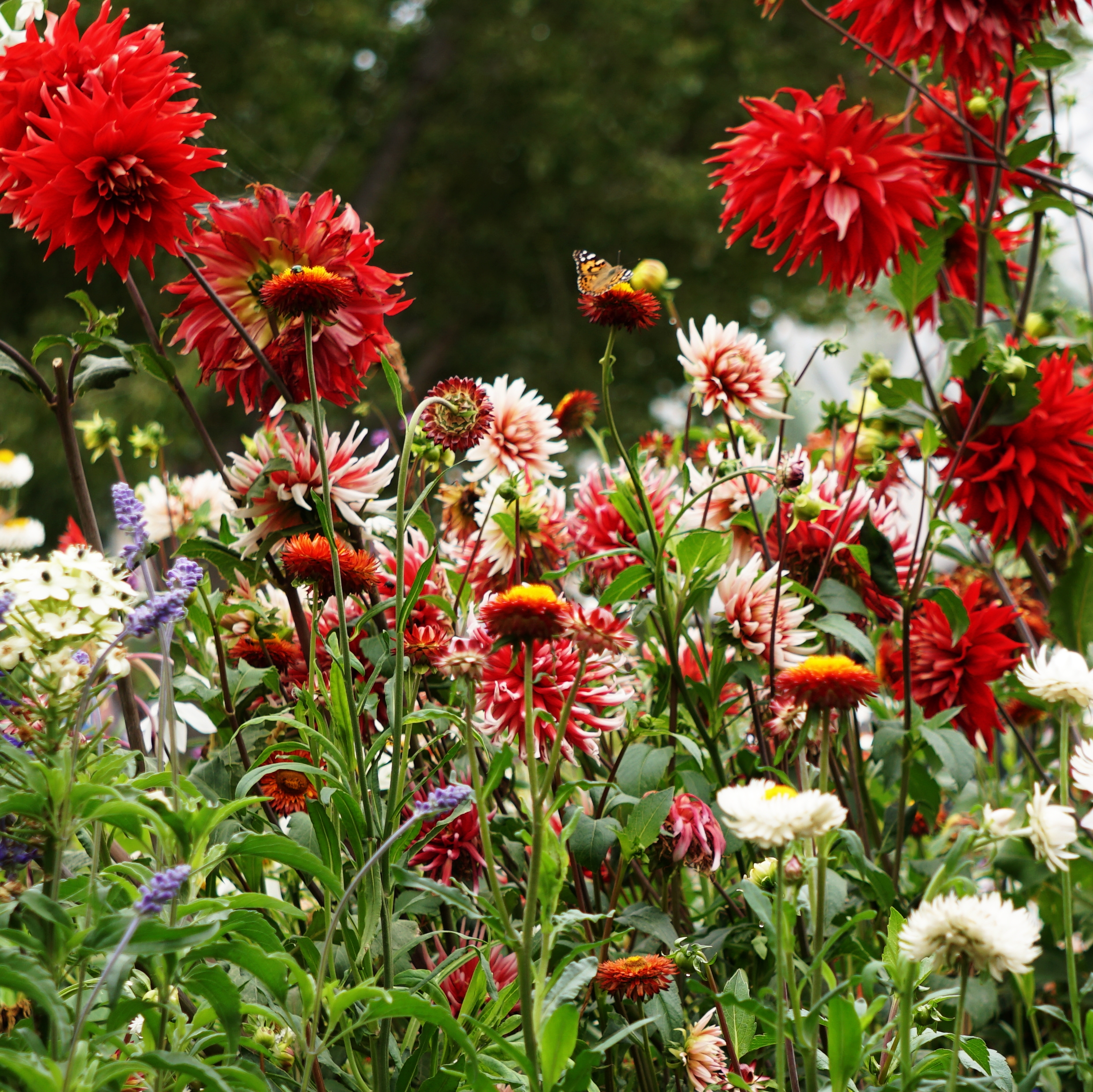 00-Floral-Garden-sq-DSC03157A