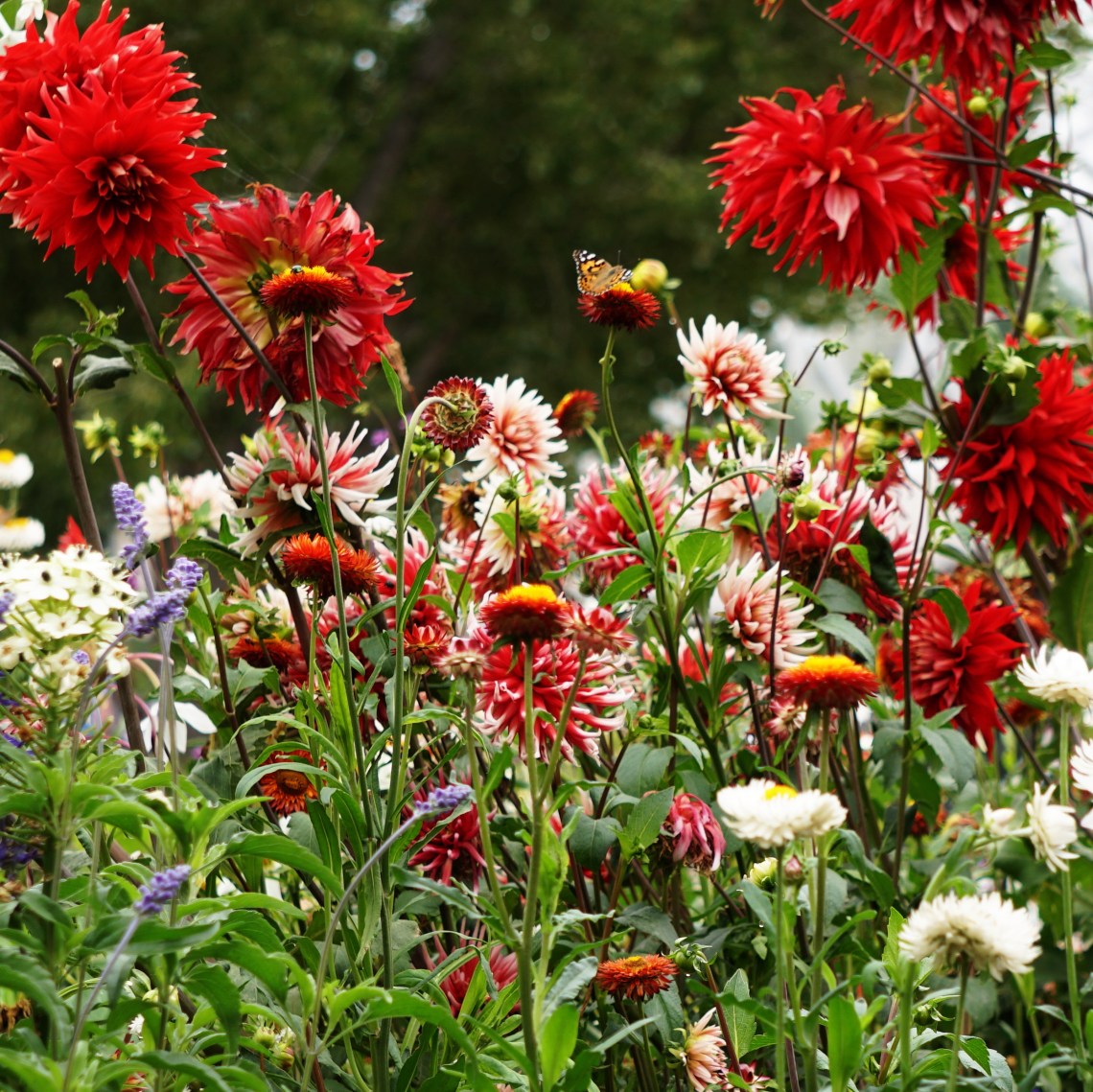 00-Floral-Garden-sq-DSC03157A