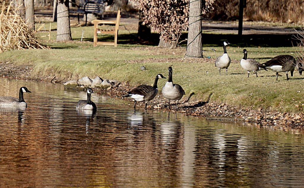 The Gift of Gratitude:&nbsp;Birds