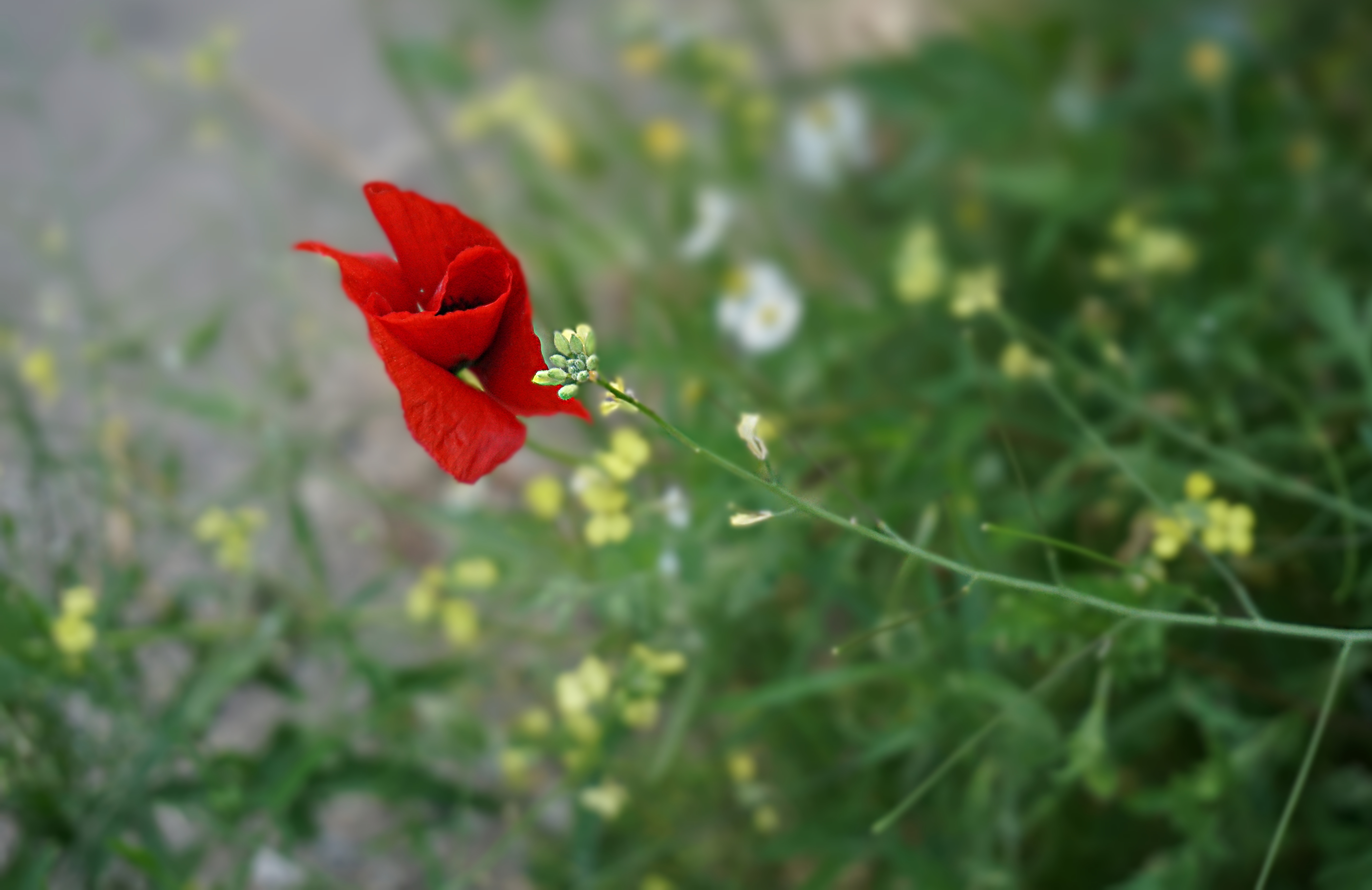 00-GreekPoppy-DSC00247A