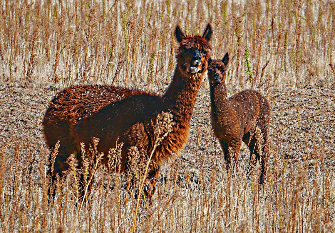 00-llamas-2016-10-17_11-56-27A