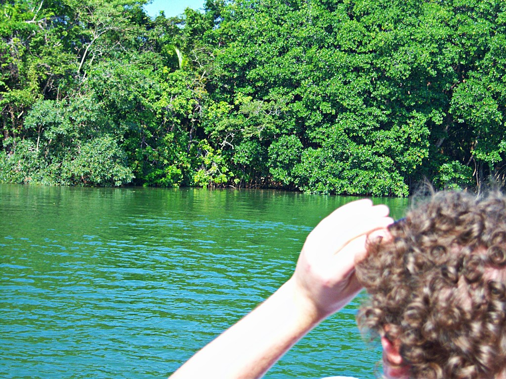 Sunday Trees –&nbsp;320