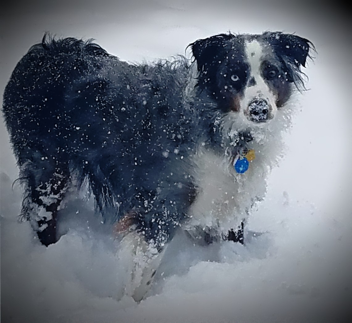 00-Oberon-snowdog-20170429_080300_A