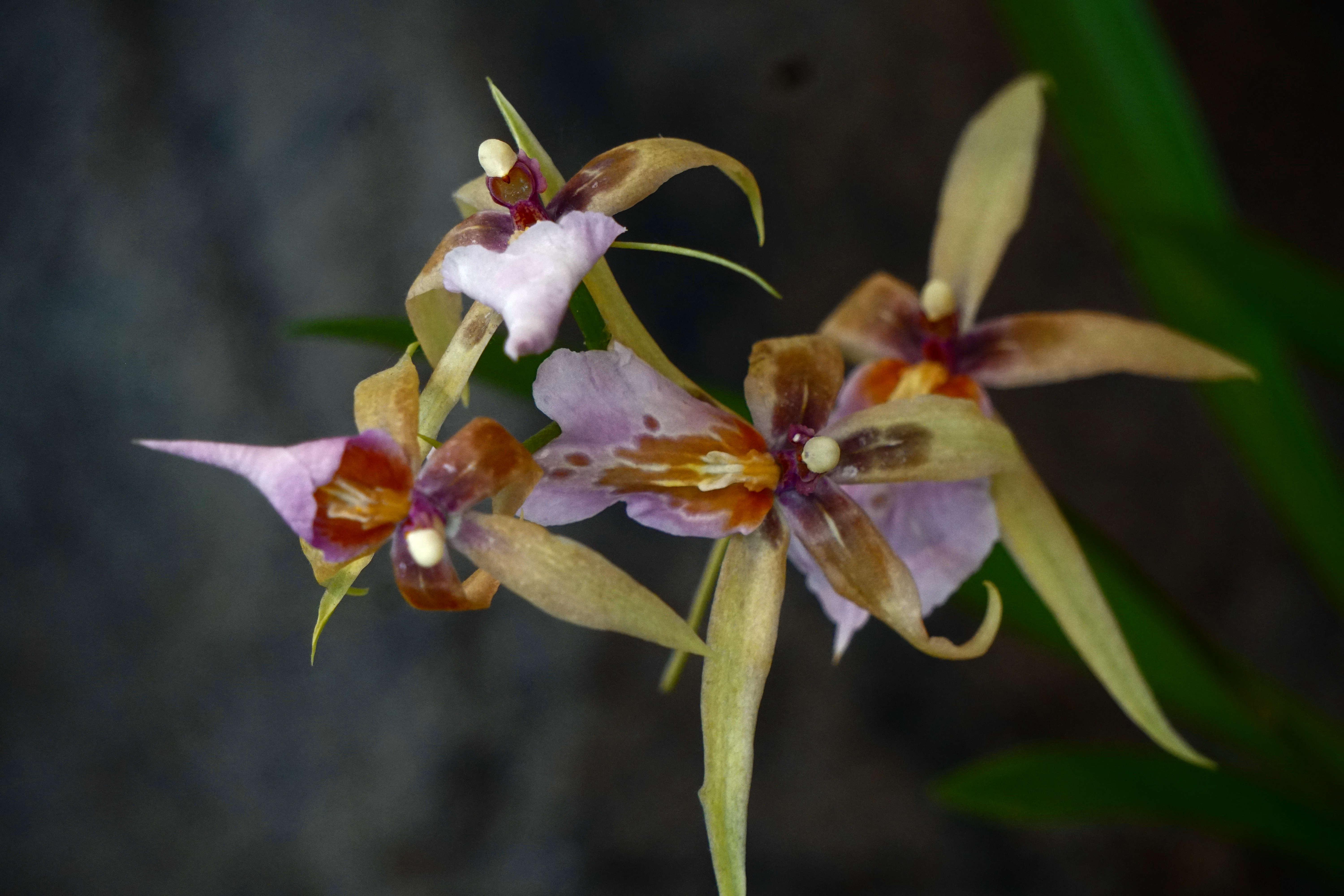 00-orchid-bokeh-DSC03645A