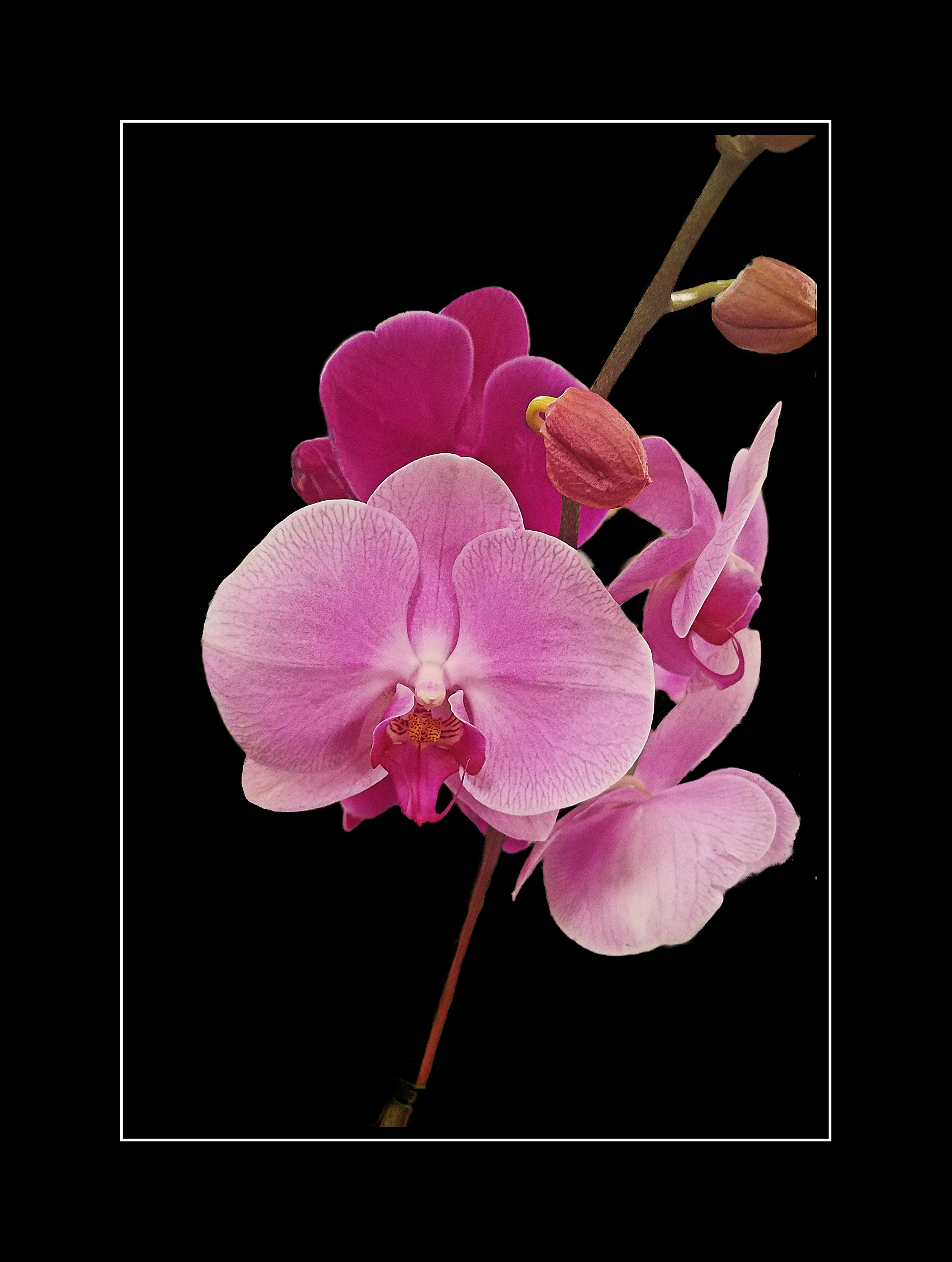 00-orchid-purple-blk-20171209_B