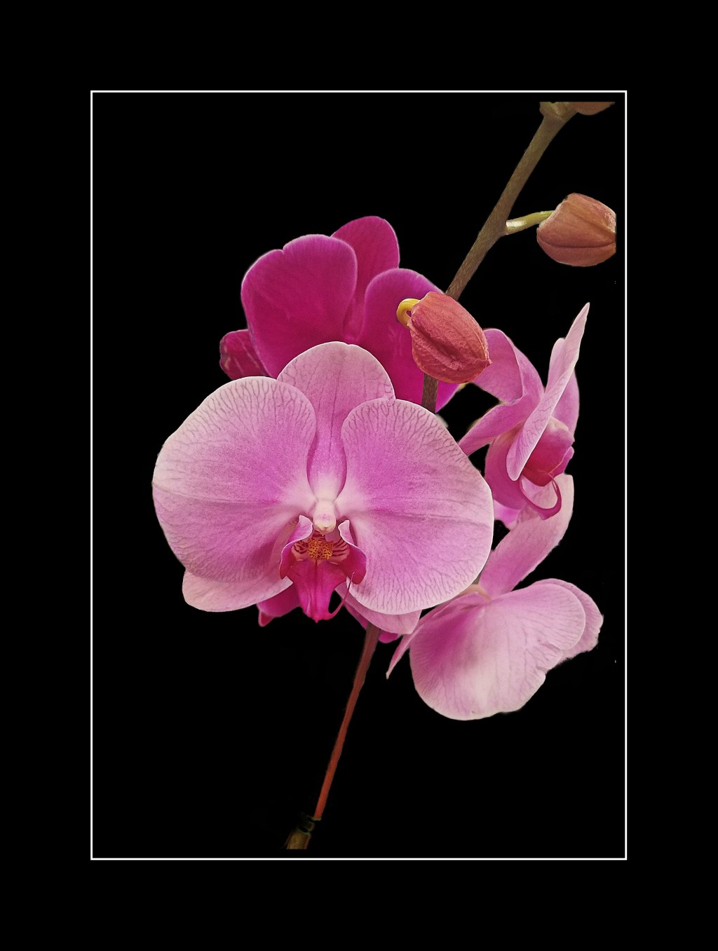 Flower of the Day – December 10, 2017 –&nbsp;Orchid