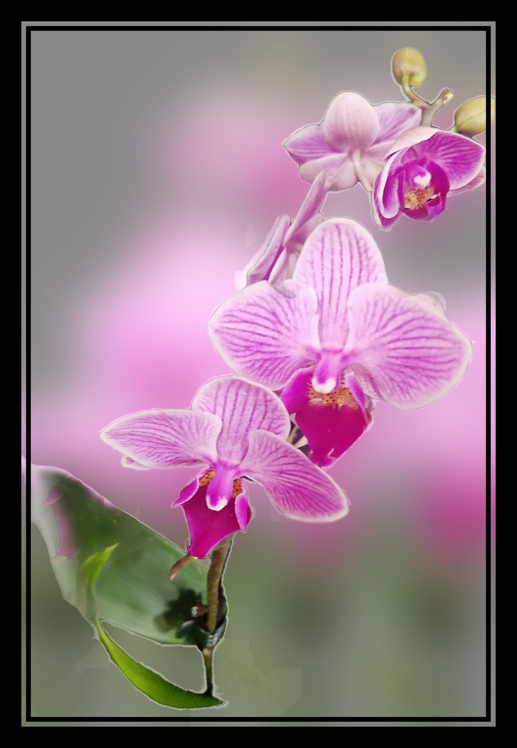 Flower of the Day – December 12, 2017-Orchid 