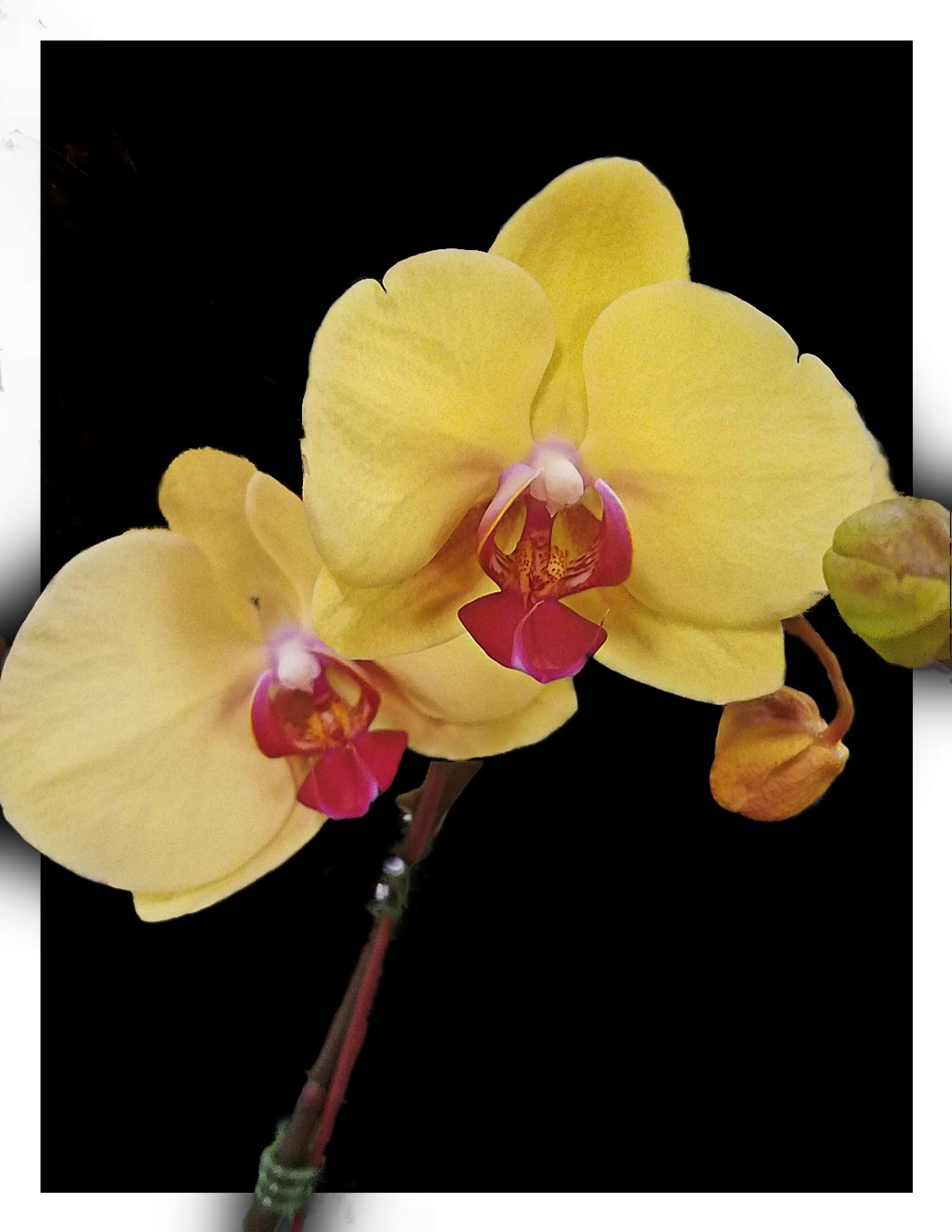 Flower of the Day – December 11, 2017-Yellow&nbsp;Orchid