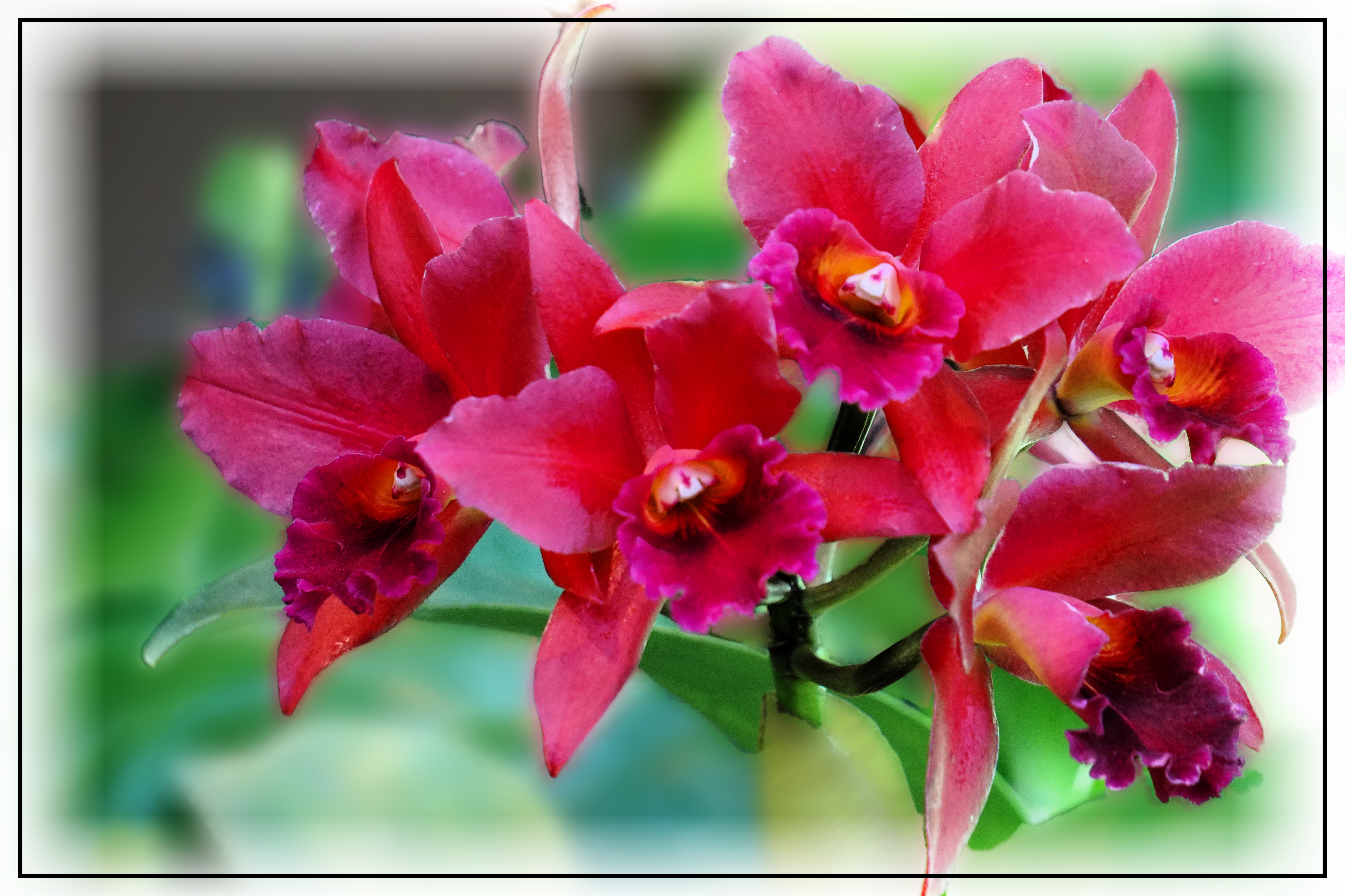 00-orchids-DSC03625_A
