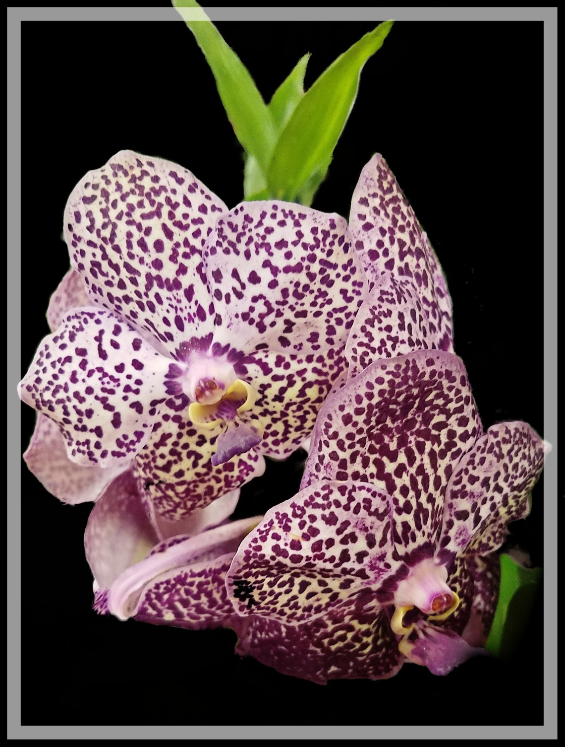 00-orchidspotted-20171209_172100tranparentborder