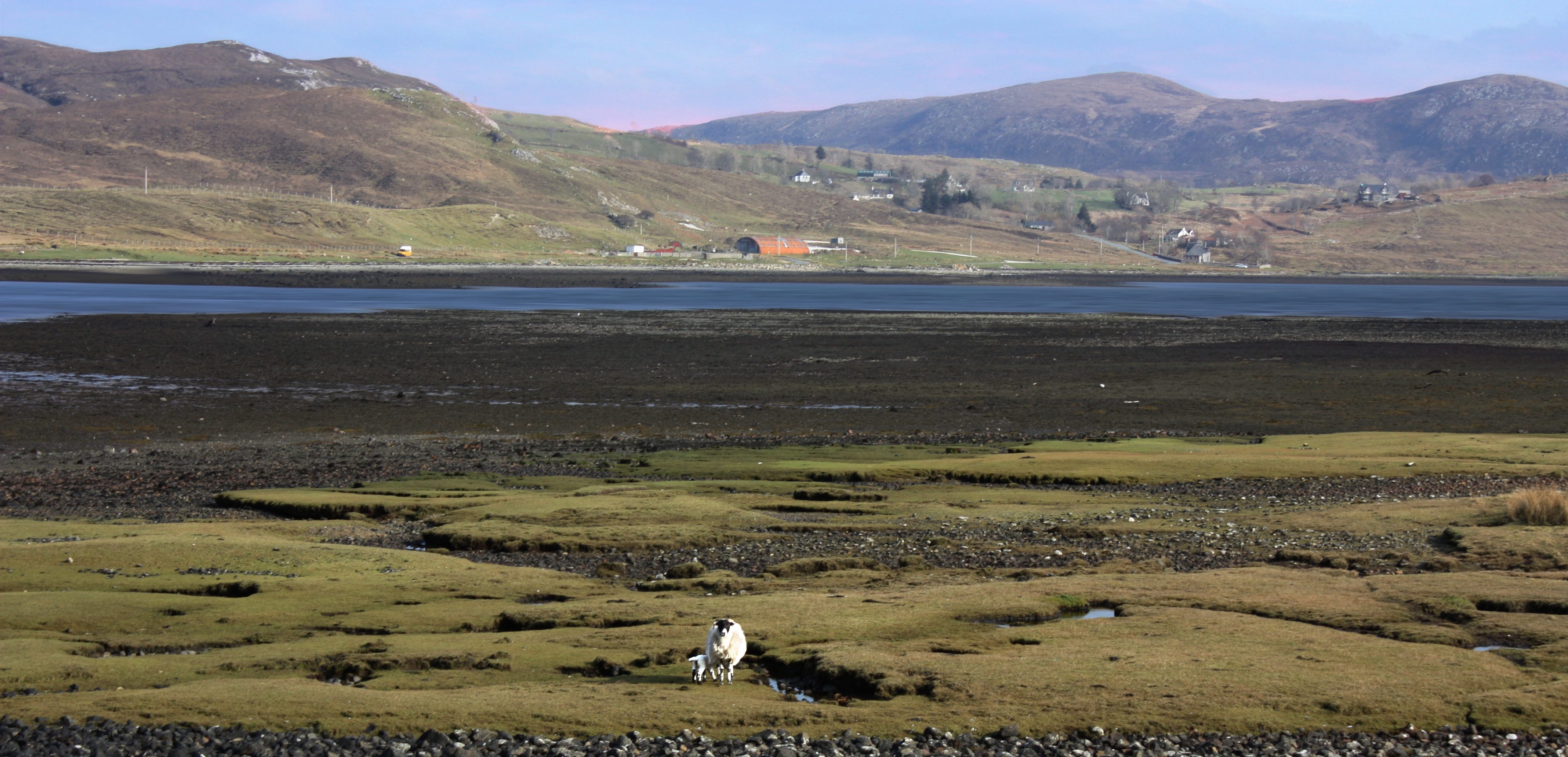 00-pastural-sheep-20090403_106A