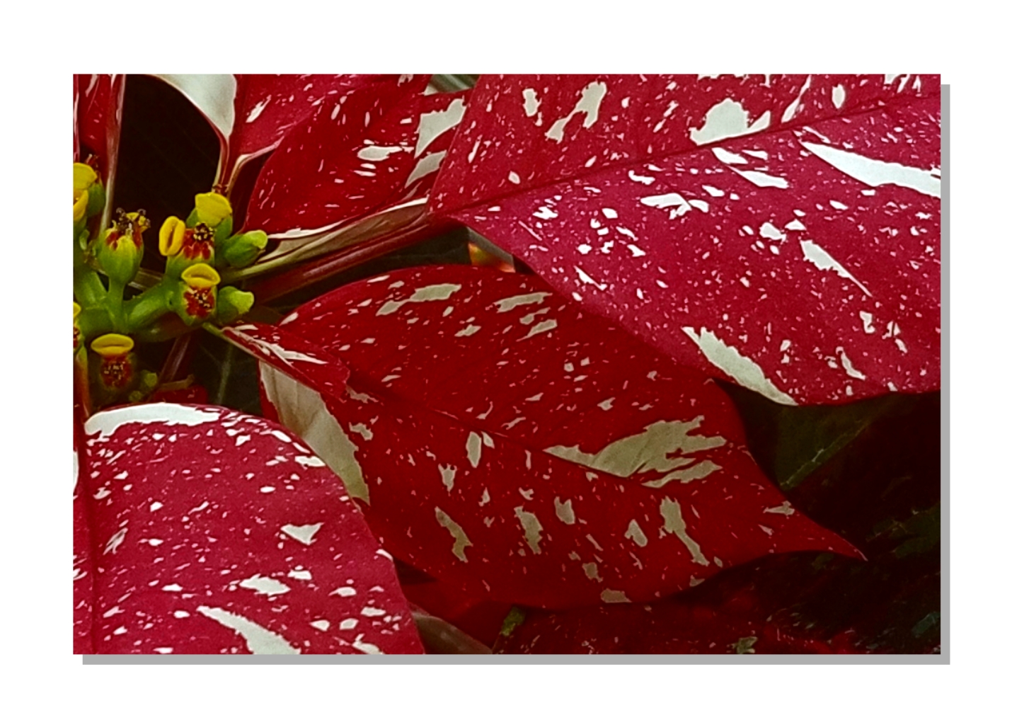 00-poinsetta-20171209_171927c