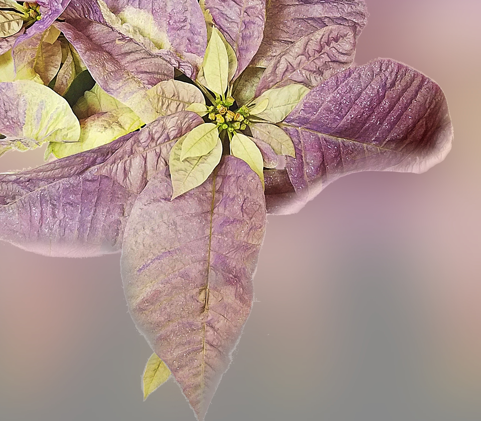 00-poinsetta-purple-20171209_172032aglass