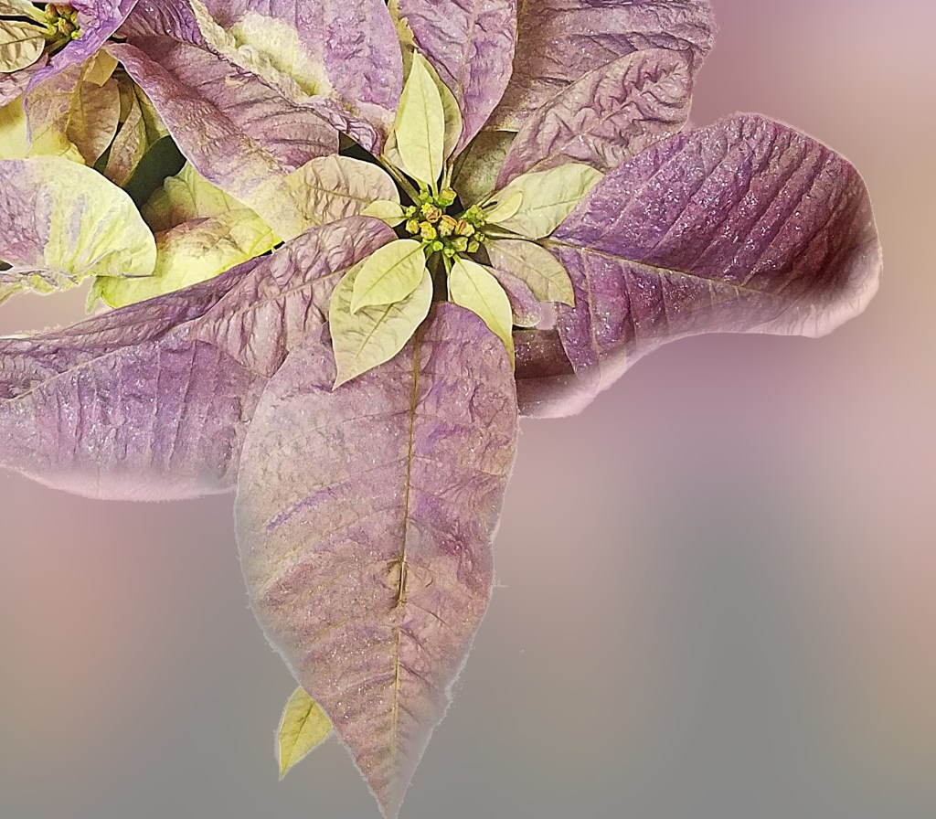 Flower of the Day – December 15,&nbsp;2017-Poinsettia