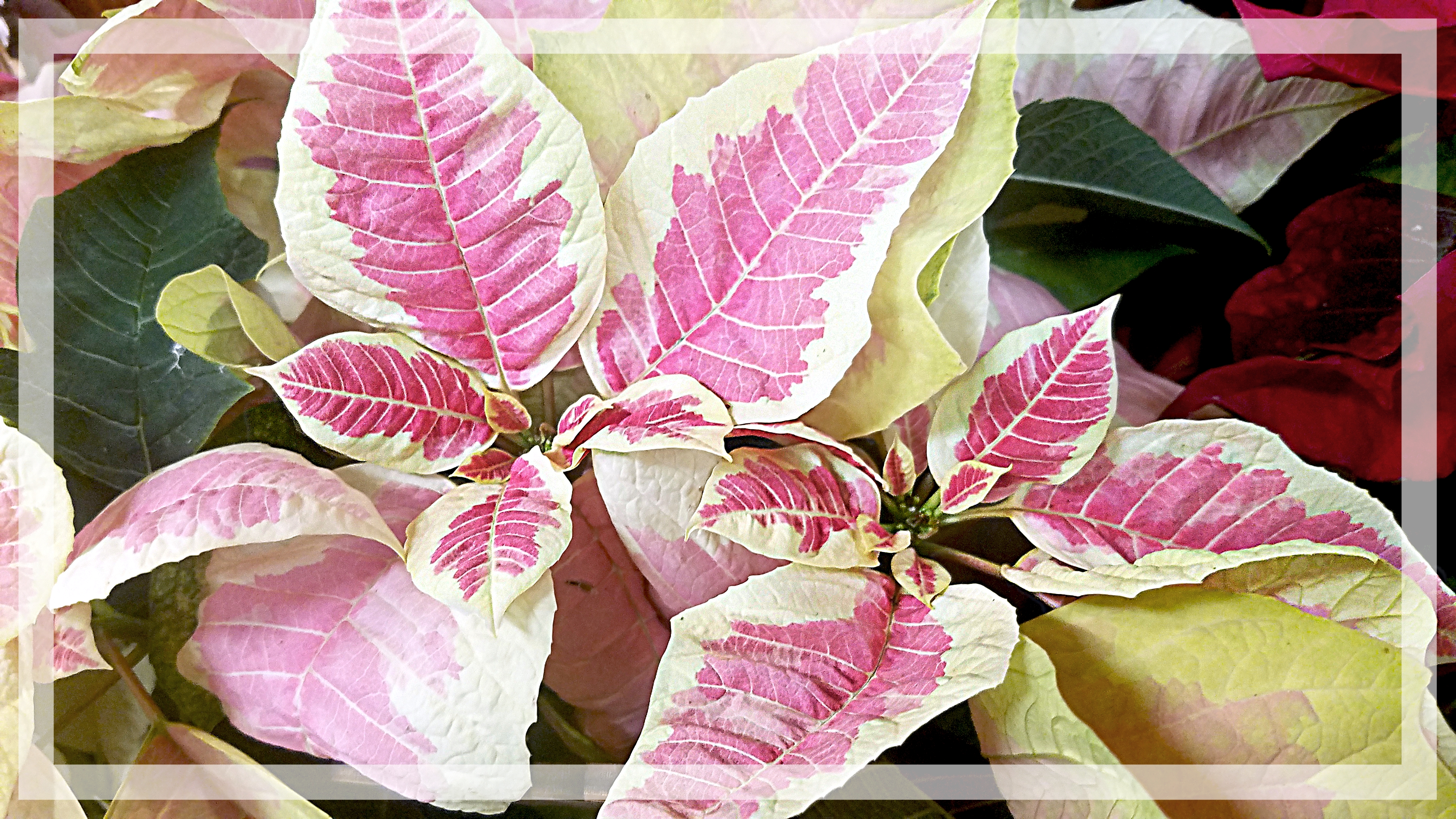 00-poinsetta-ytansborder1-20171209_A