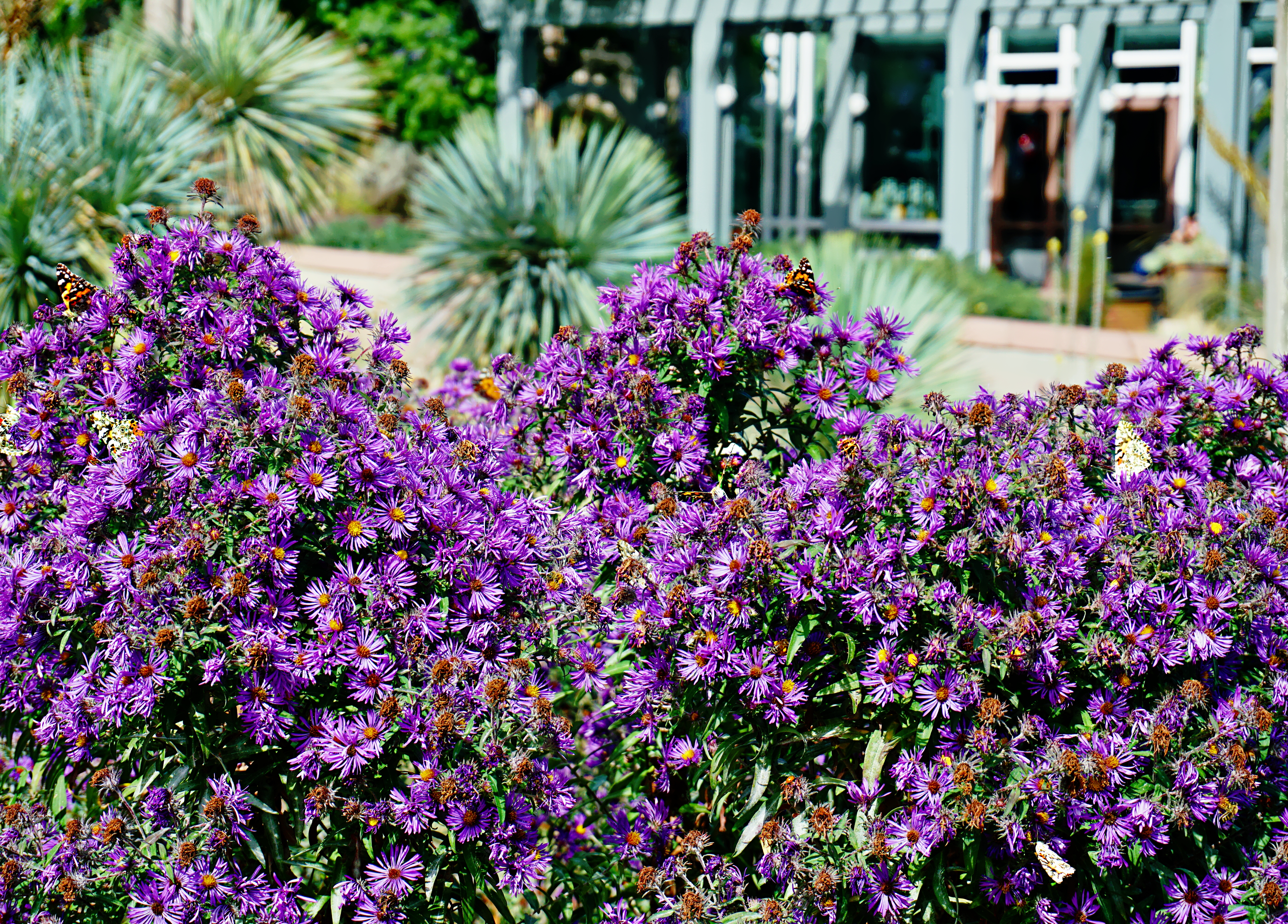 00-purplefloral-DSC03085