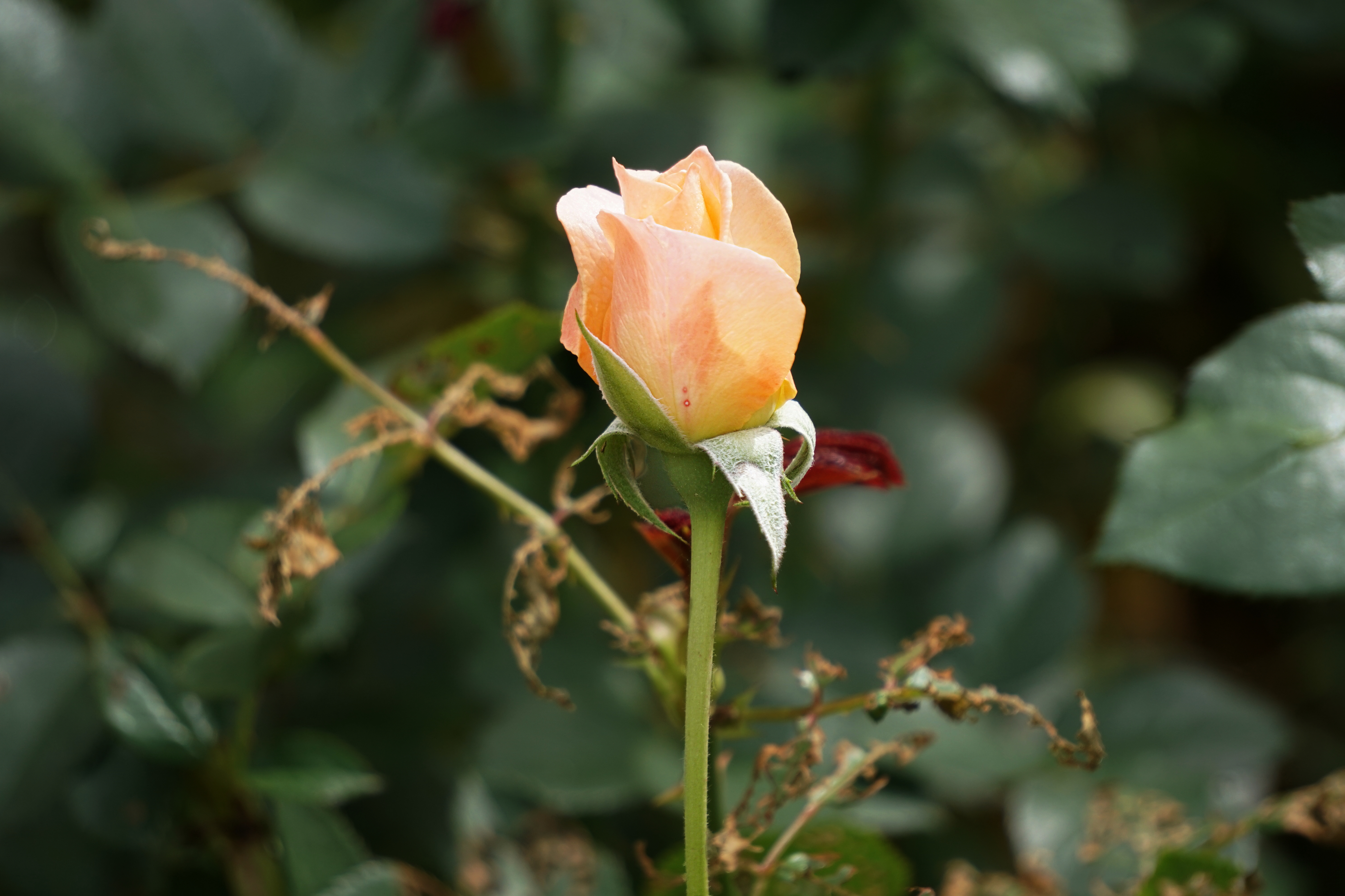 00-Rose-DSC03133A