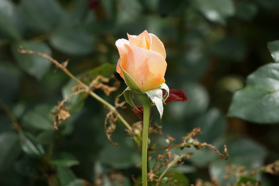 00-Rose-DSC03133A