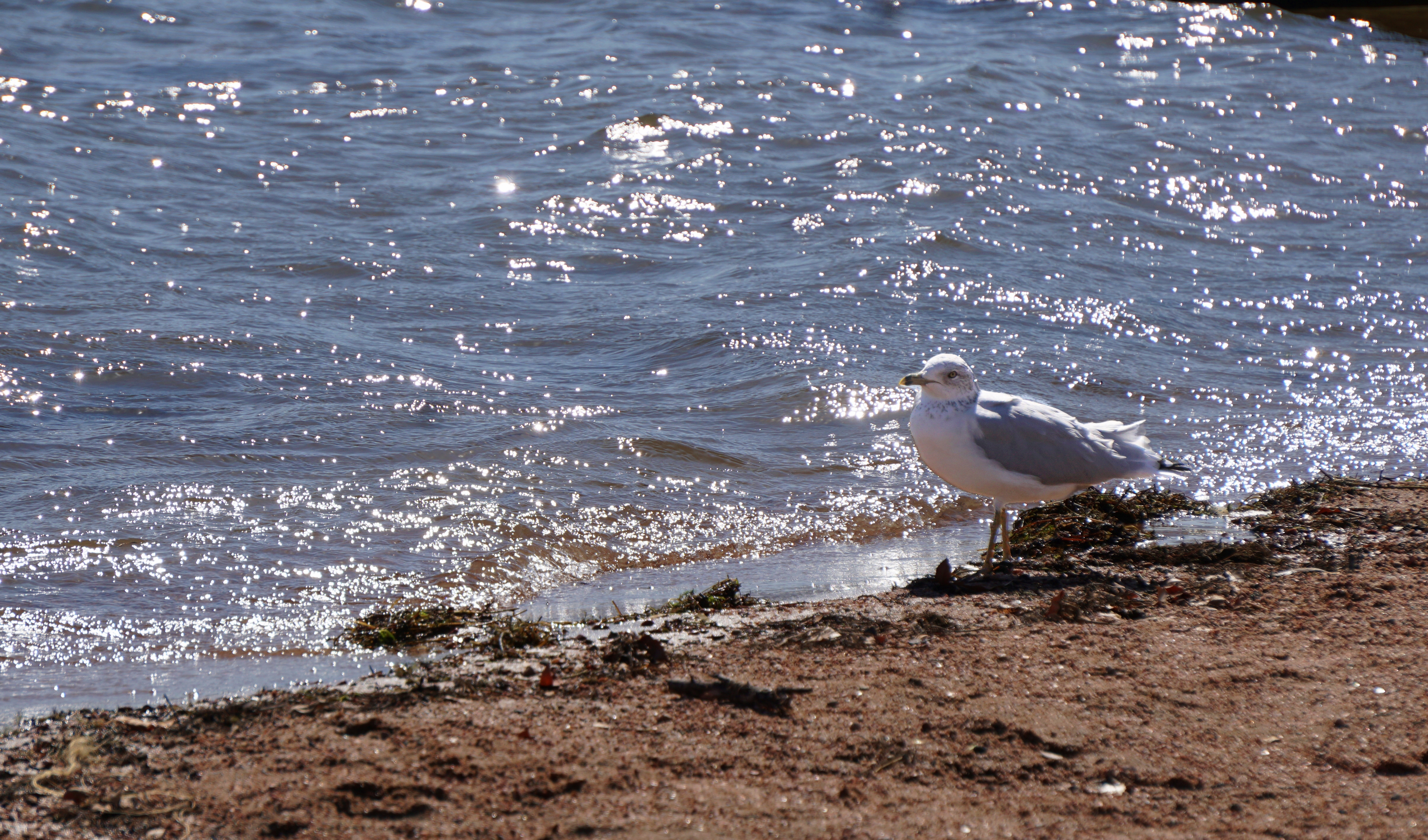 00-seagull-DSC03460A