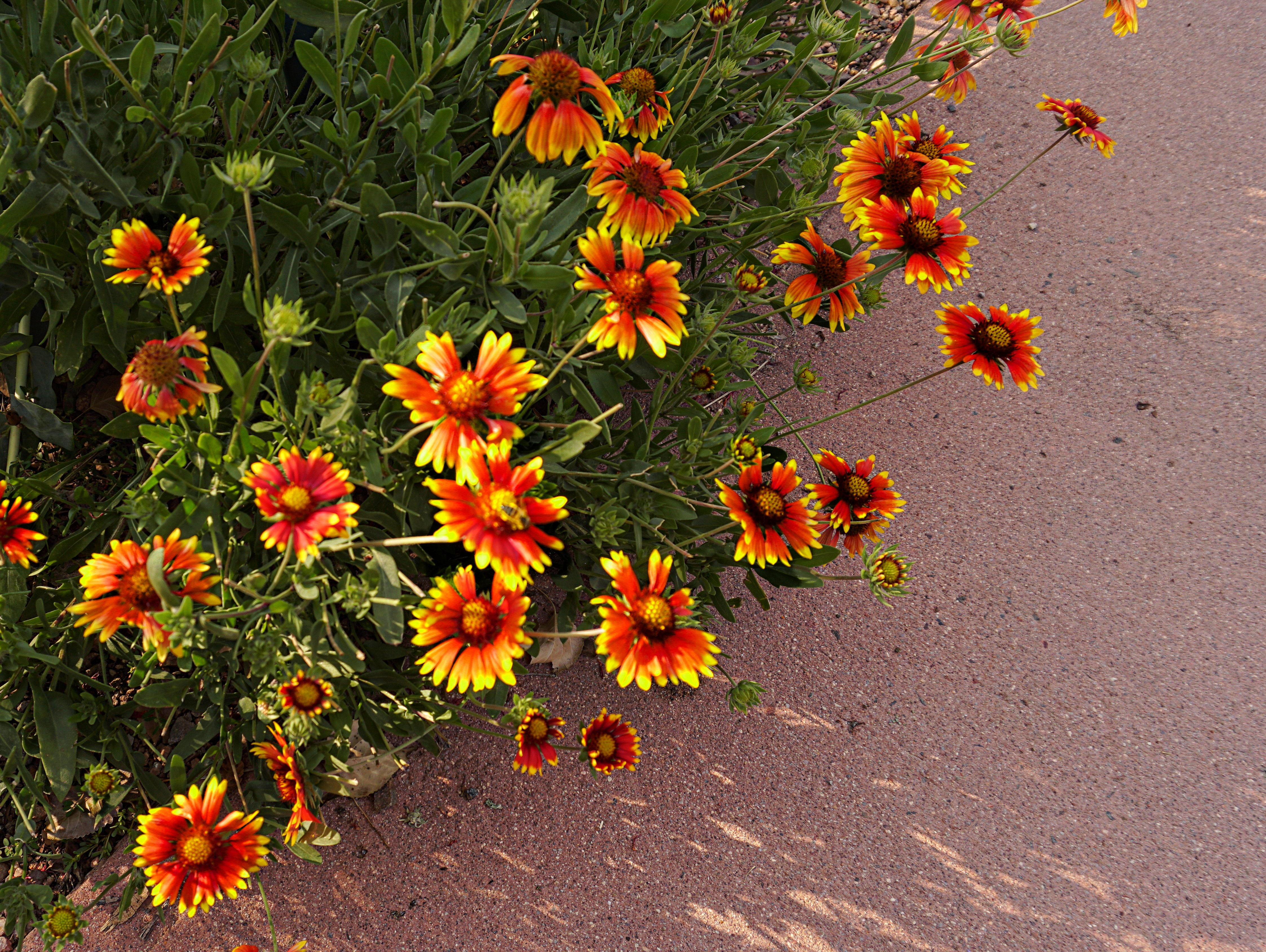 00-Summerflowers-DSC02732A