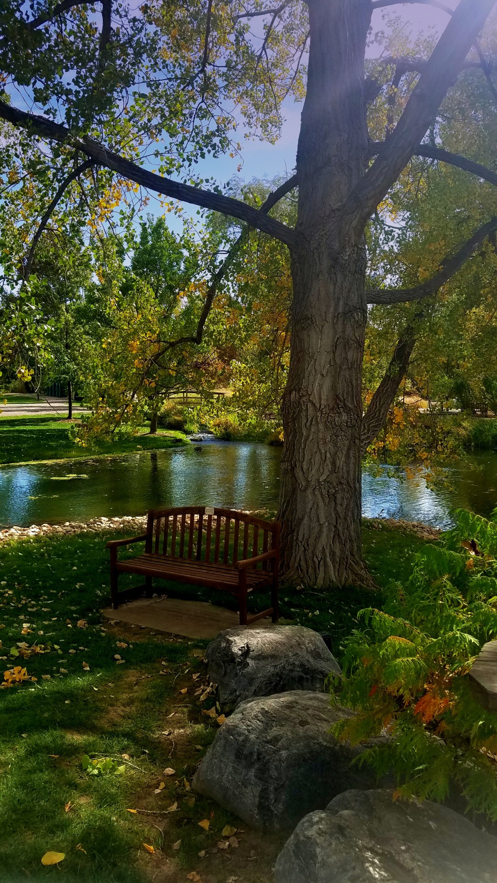 Sunday Trees –&nbsp;317