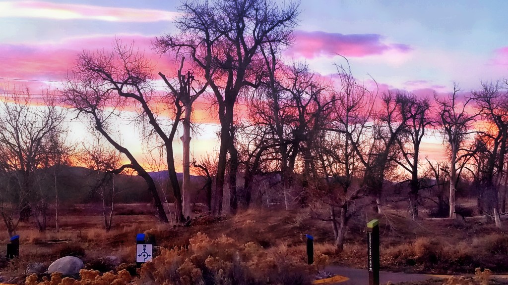 Sunday Trees –&nbsp;318