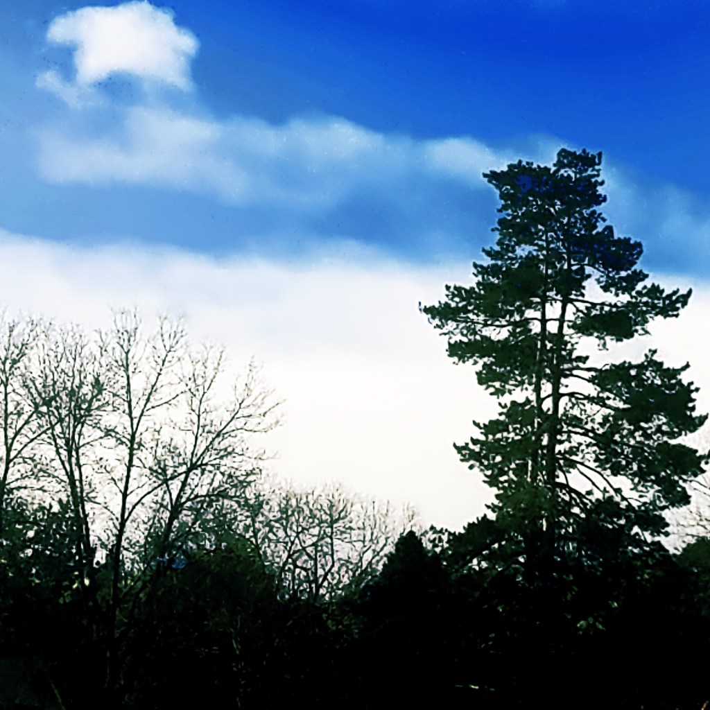 Sunday Trees –&nbsp;319