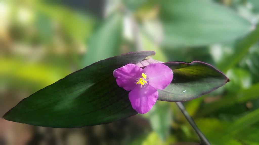 Flower of the Day – December 1, 2017 –Wandering&nbsp;Jew