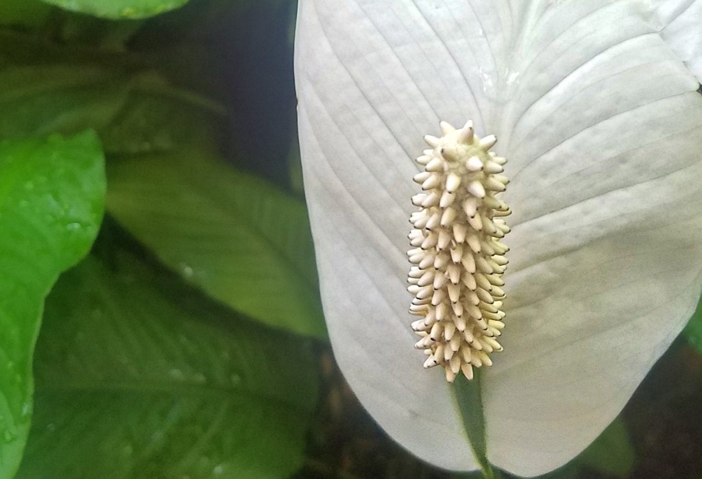 Flower of the Day – December 3, 2017 -Peace&nbsp;Lily