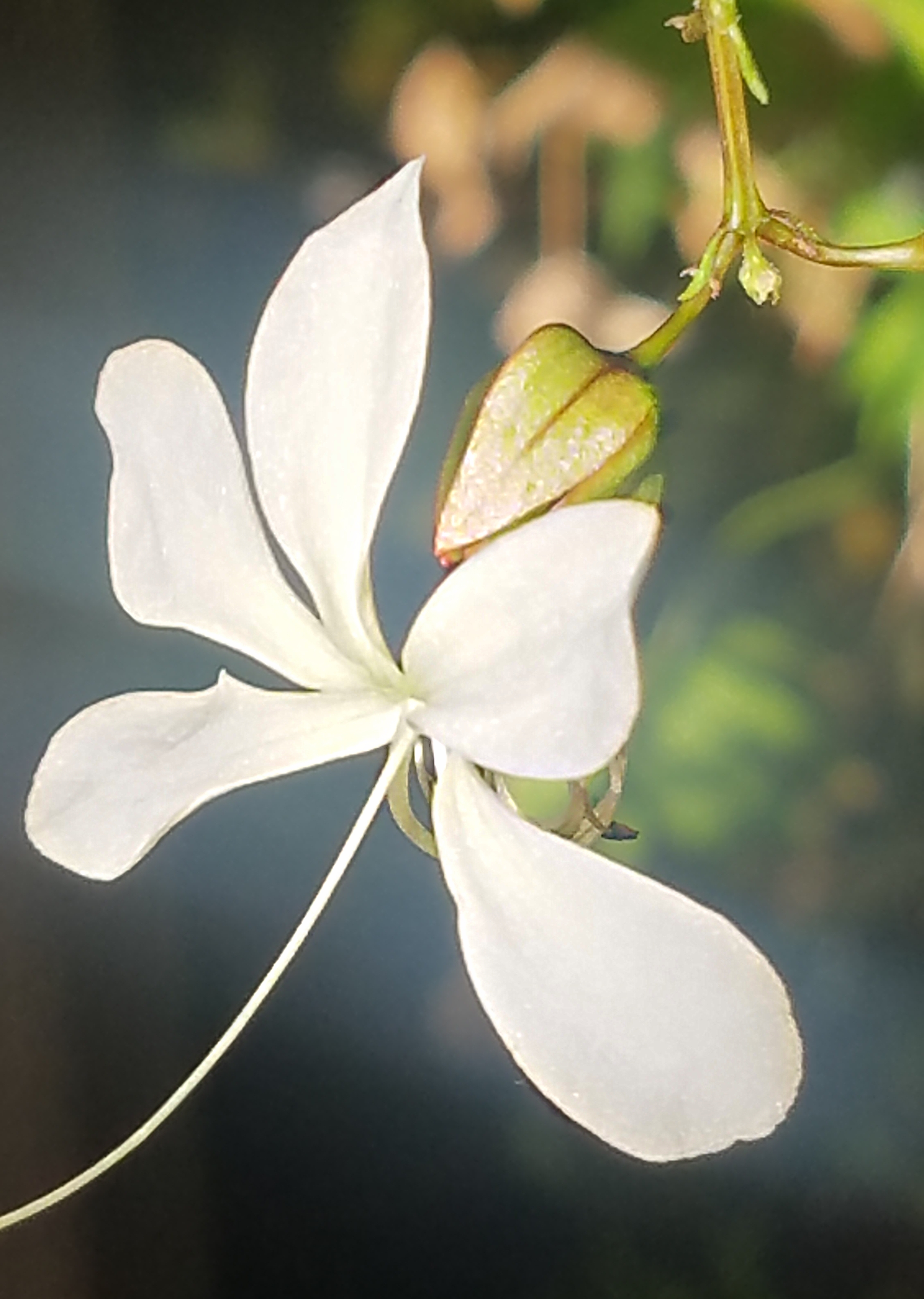 00-whitefloral-20171104_105952_A