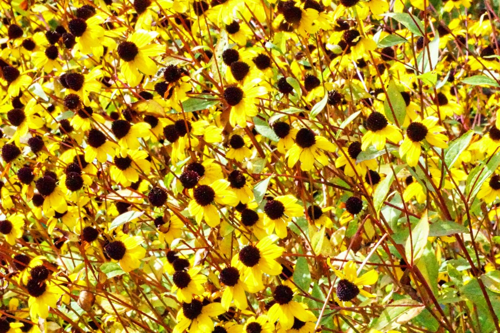 Flower of the Day – December 2, 2017 – Black-eyed&nbsp;Susan