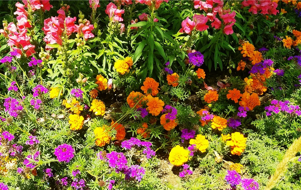 Flower of the Day – December 27, 2017 –Mixed Summer&nbsp;Garden