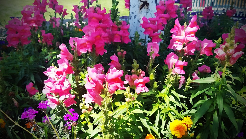 Flower of the Day – December 28, 2017 –&nbsp;Snapdragons