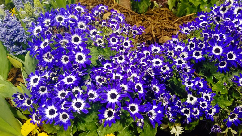 Flower of the Day – December 29,&nbsp;2017