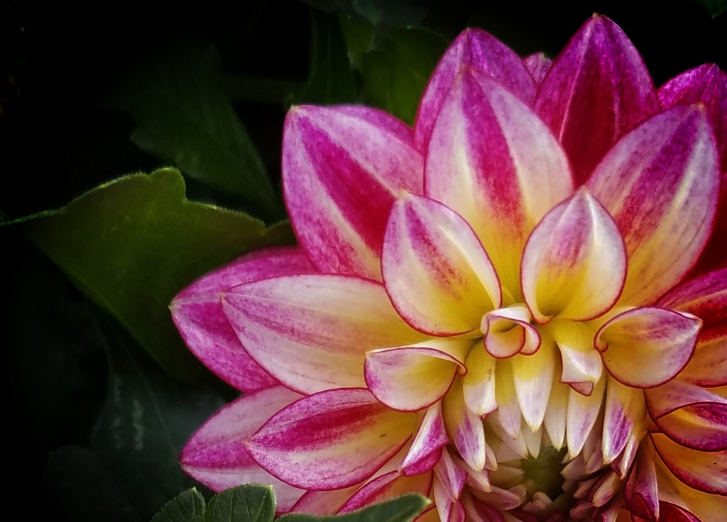 Flower of the Day – December 5,&nbsp;2017-Dahlia