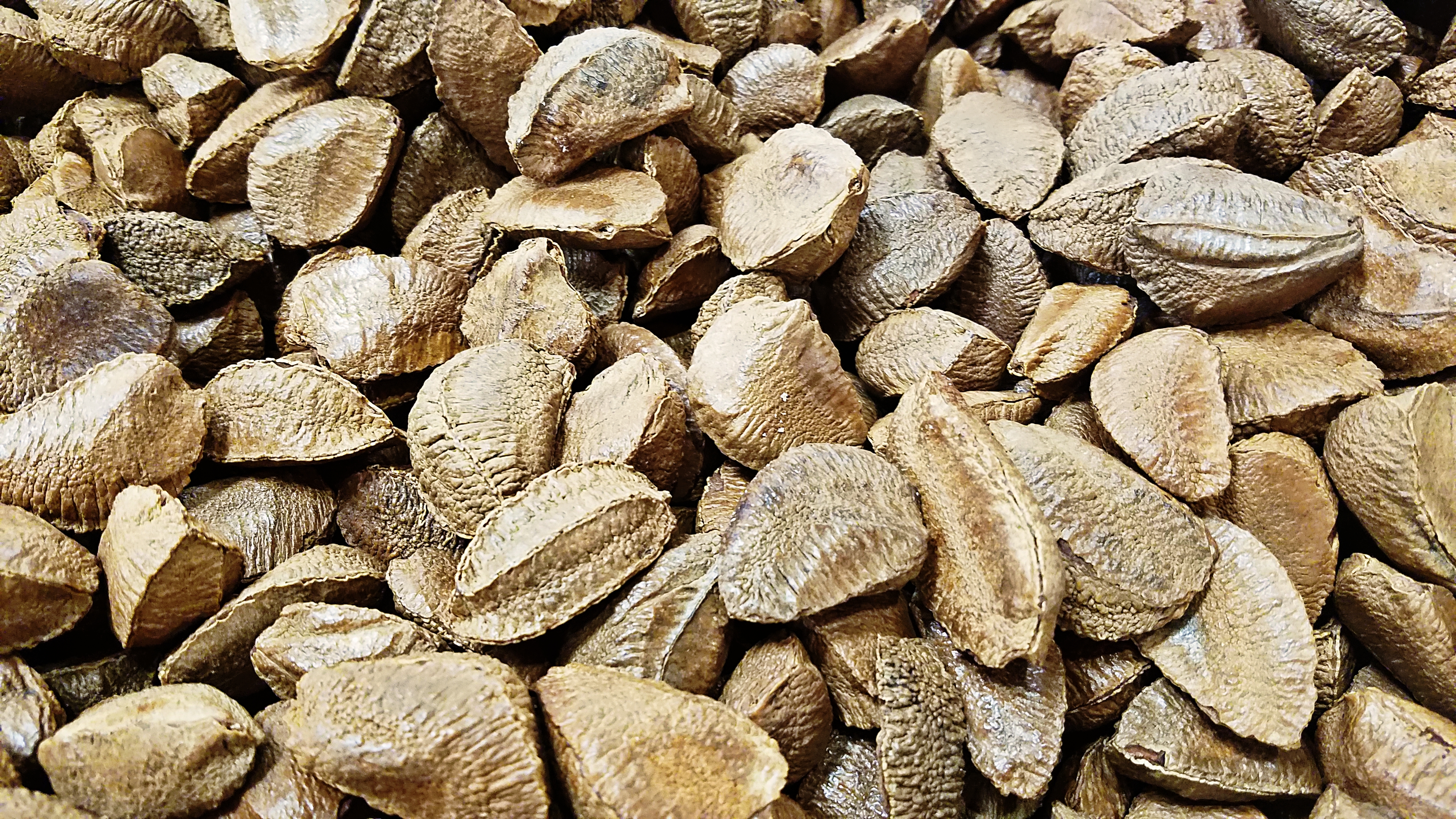 02-brazilnuts-0109_163550_A