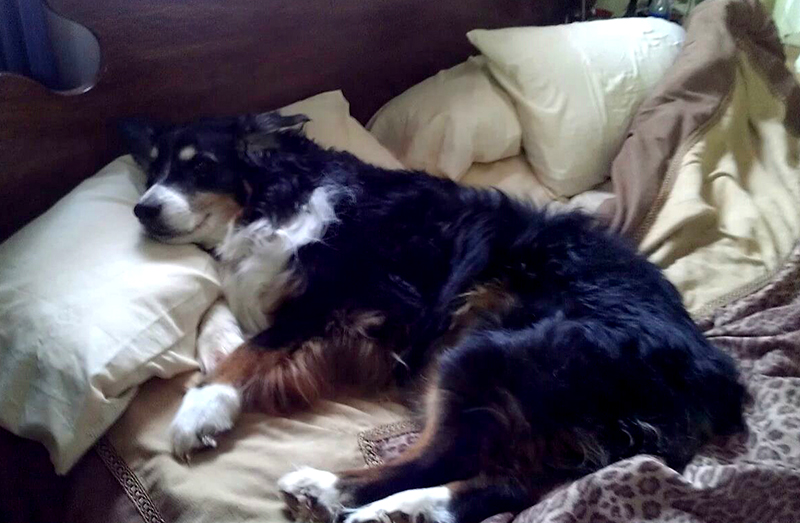 Hunter-sleeping_20150115_006-500