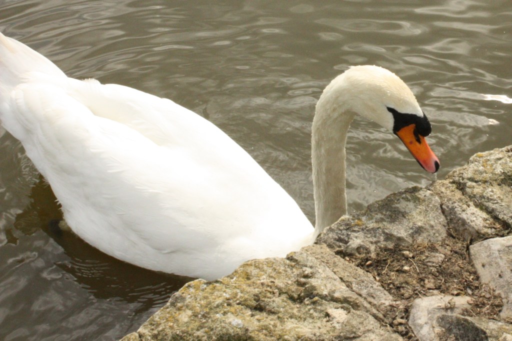 Daily Prompts-Elegance