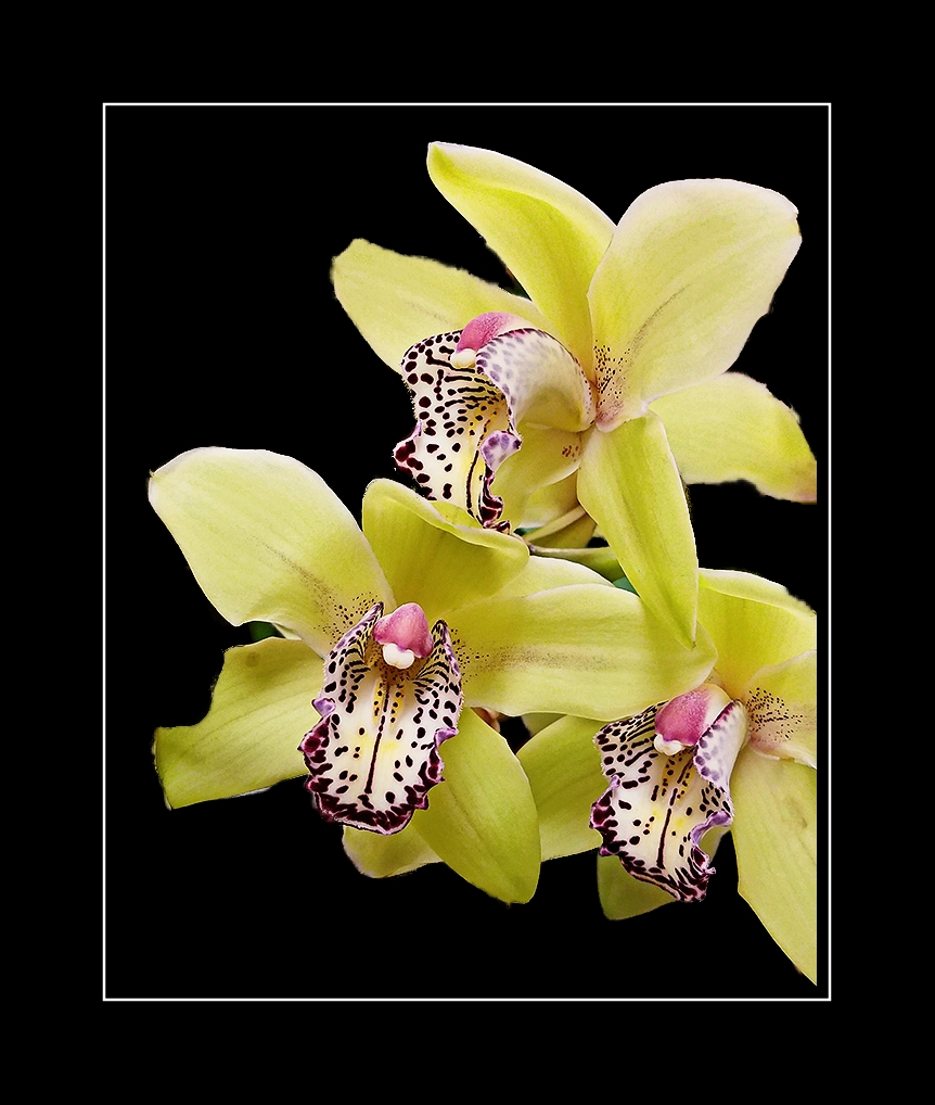 Orchid4a-20170109_164151B