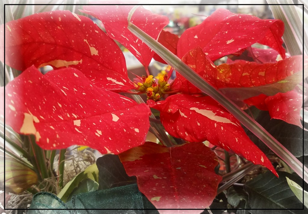 Flower of the Day – December 18, 2017&nbsp;–Poinsettia