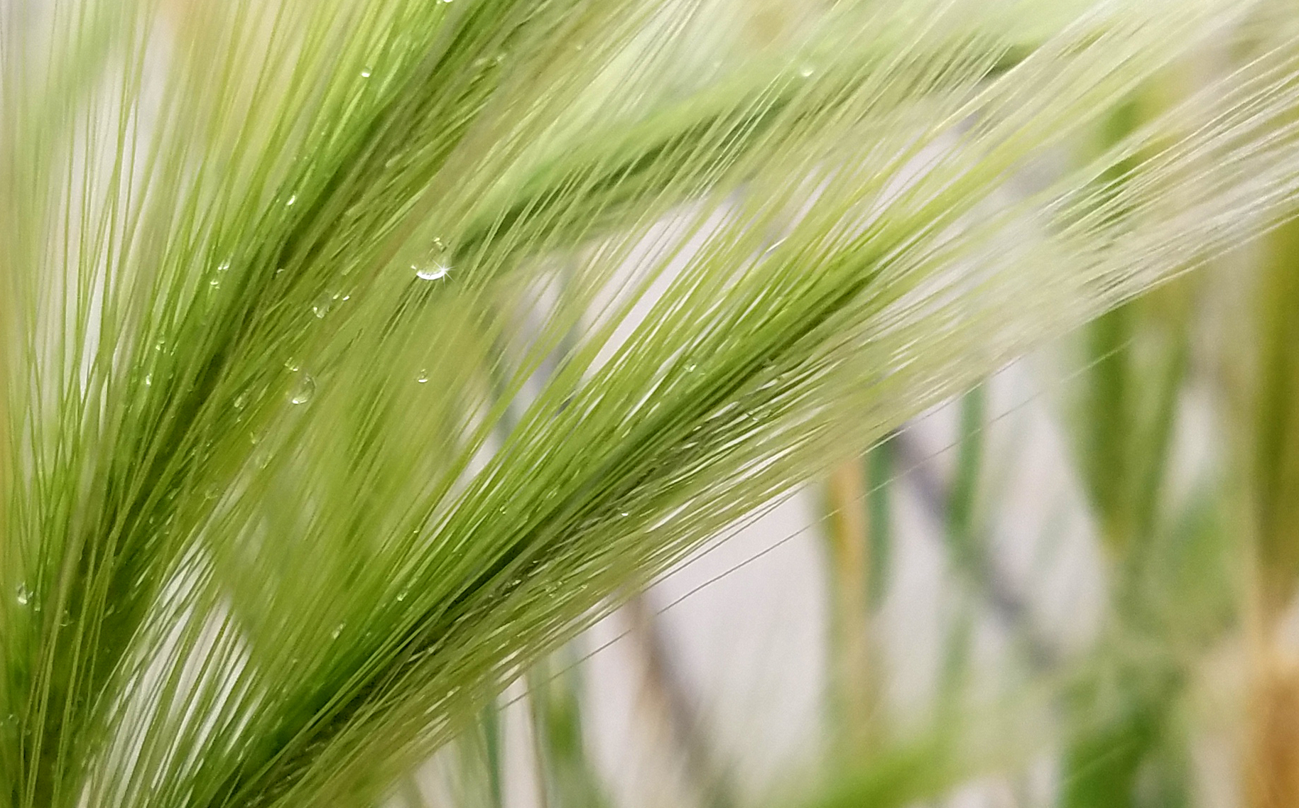 raindropdecorativegrass