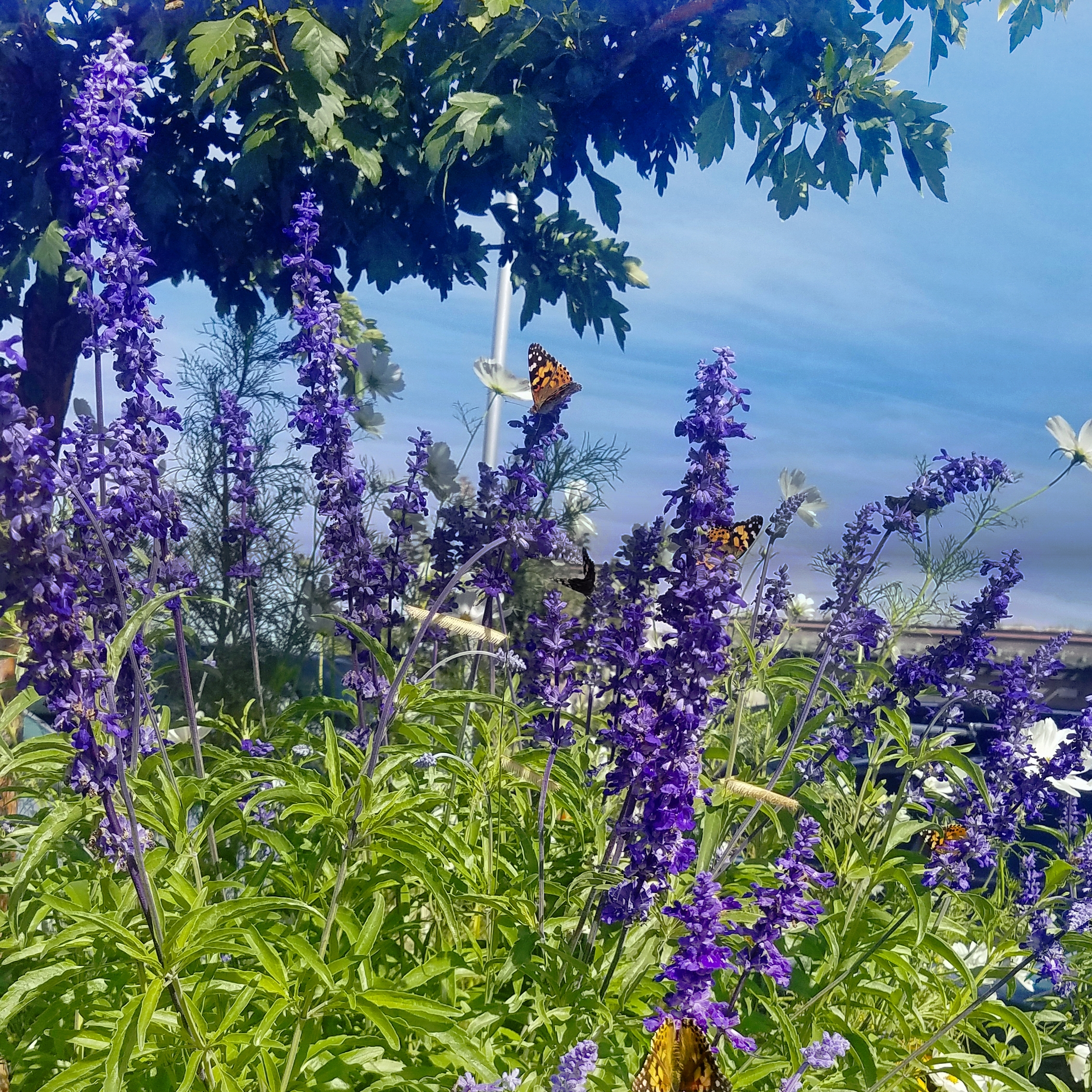 sqskies20170930_111535_37391489876_o_pe