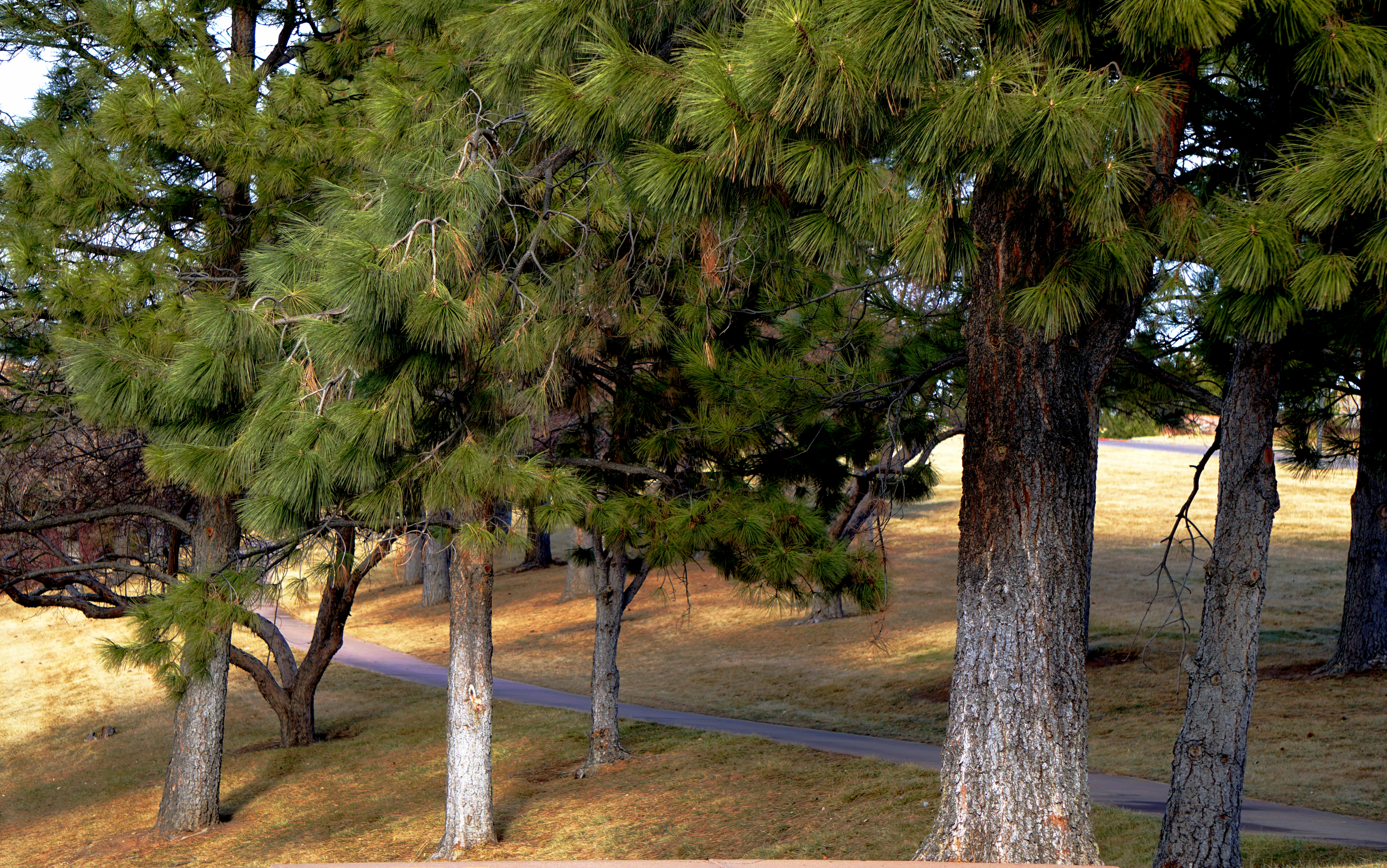 00-01-trees-DSC03930A