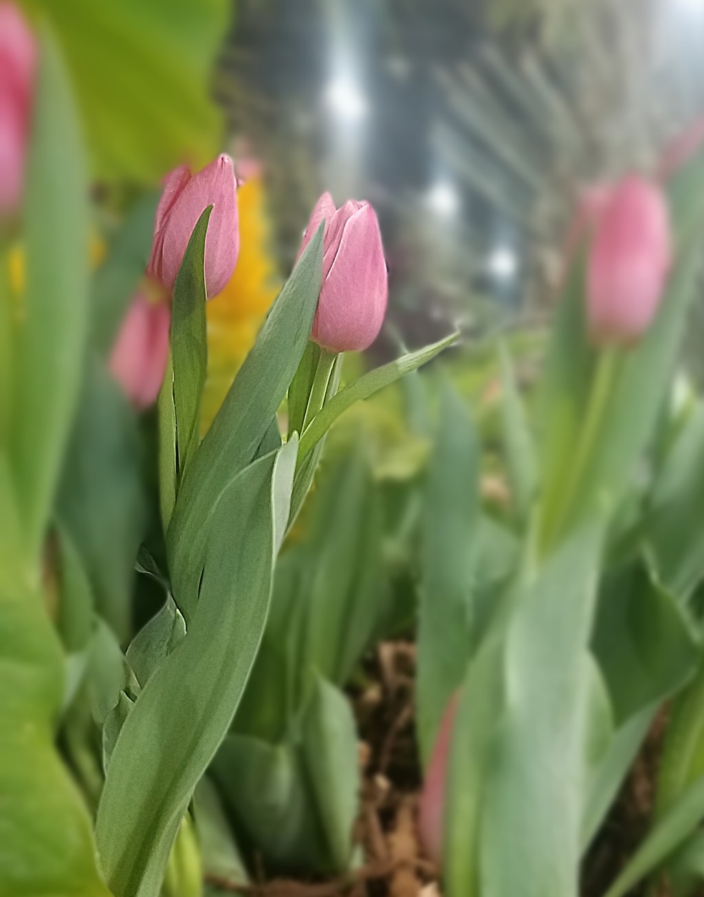 Flower of the Day – January 1, 2018&nbsp;-Tulip