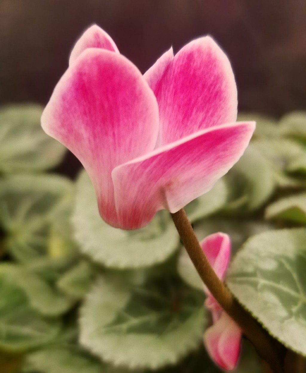 Flower of the Day – January 2, 2018 –Pink Begonia 