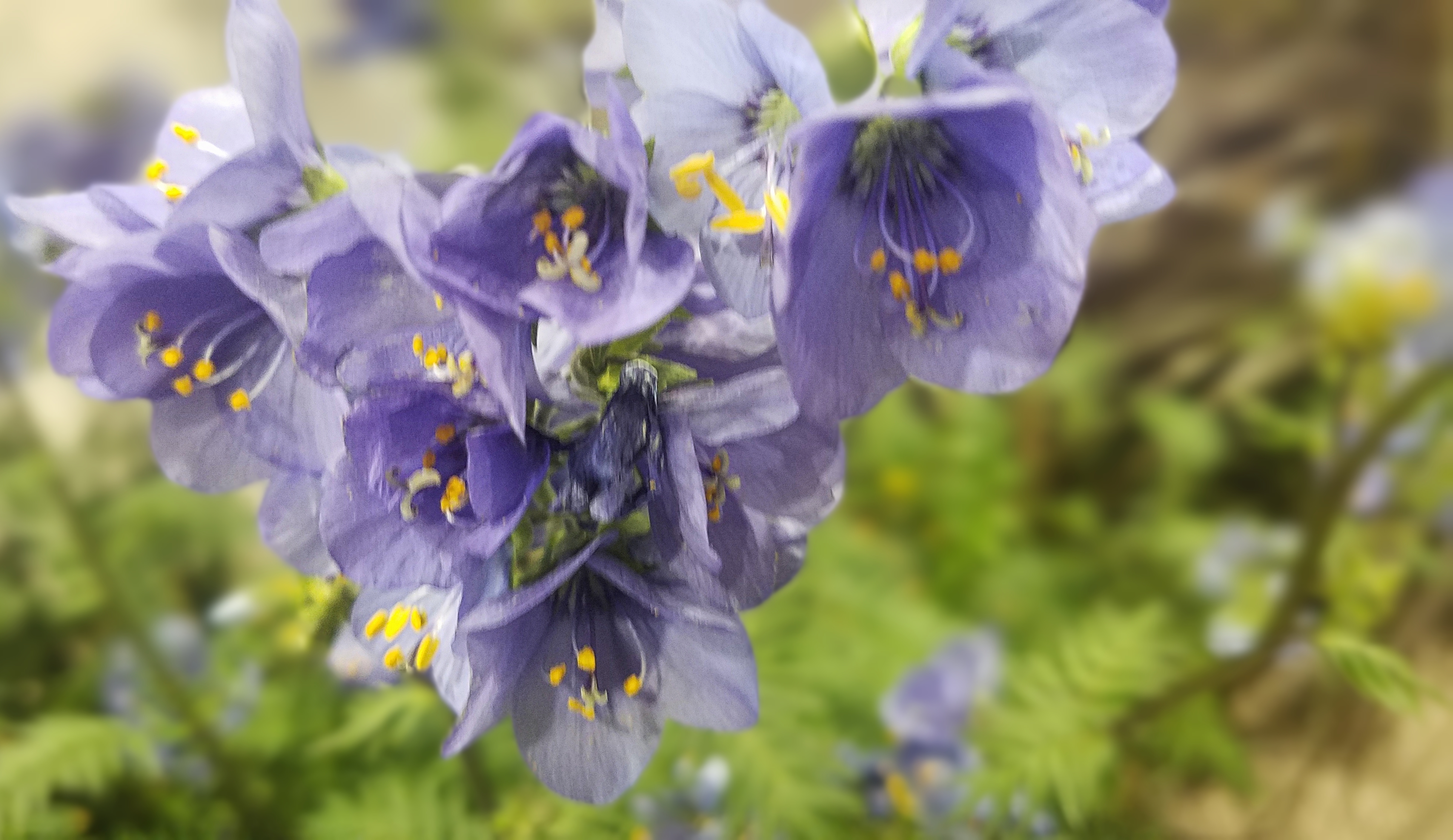 00-0103-bluebells-20170205_132525A