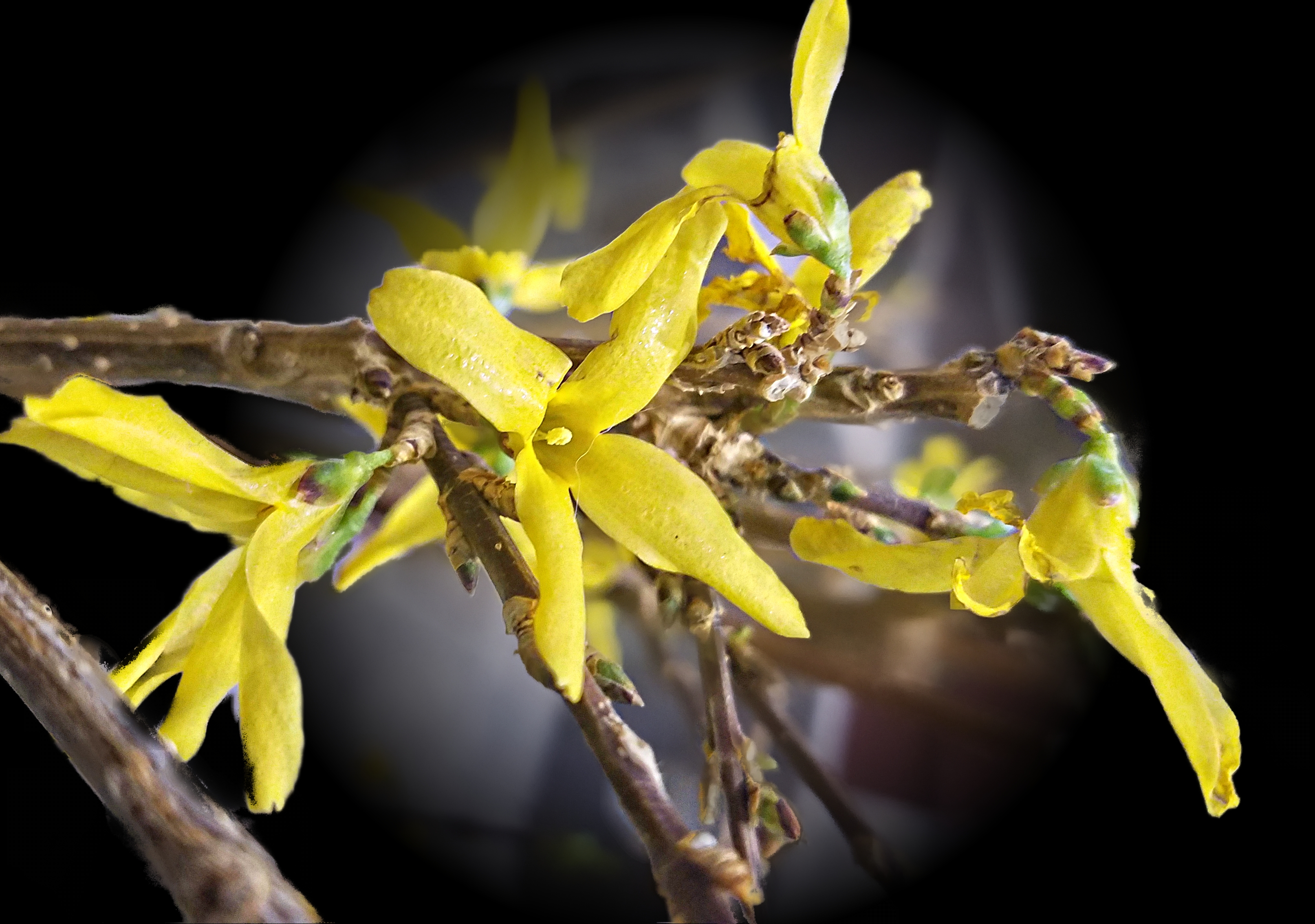 00-0104-forsythia-20170205_132720A