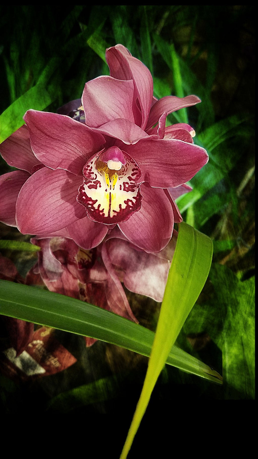 Flower of the Day – January 5,&nbsp;2018-Orchid